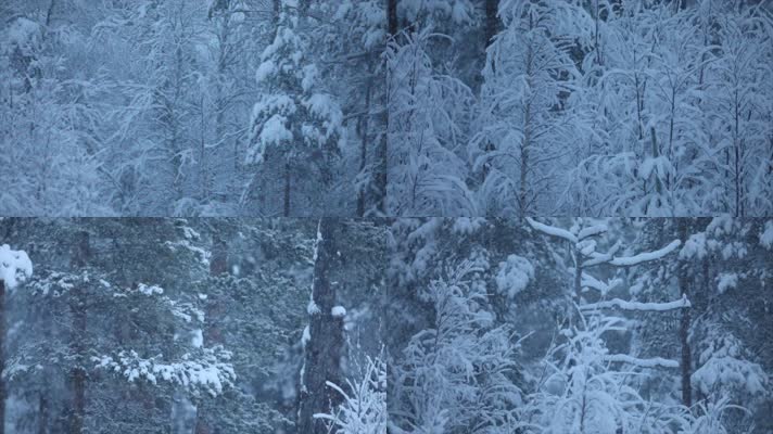 寒冷冬季森林暴雪大雪雪花