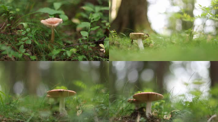 森林中野生蘑菇唯美特写