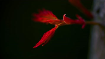 唯美春暖花开花朵绽放万物复苏写意空镜