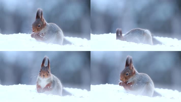 松鼠冬季森林大雪中觅食