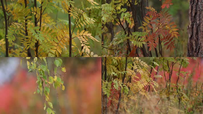 秋季森林黄叶红叶唯美合集