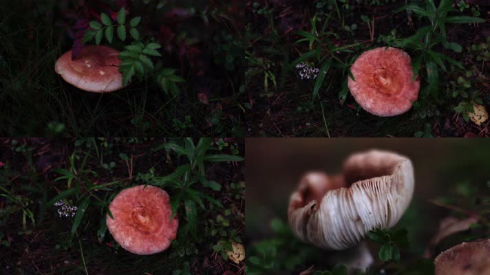 秋季森林中野生蘑菇