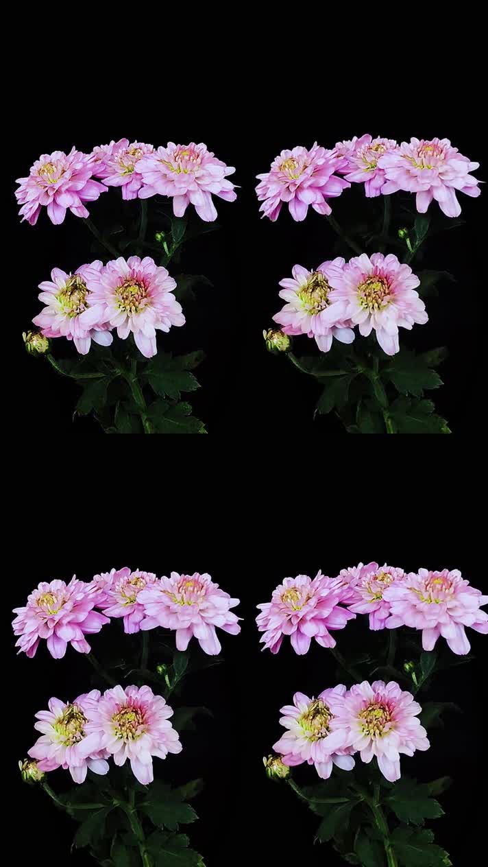 高清竖屏黑幕视频素材唯美菊花