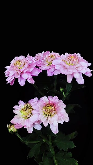 高清竖屏黑幕视频素材唯美菊花