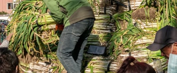 秋菜早市白菜大葱萝卜地瓜市民买菜储备过冬