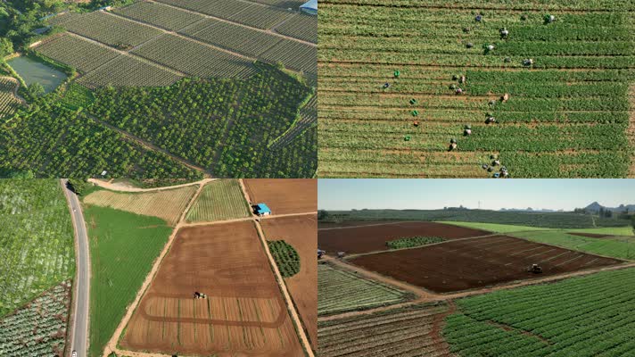 4K航拍隆安博浪村秋季丰收农田