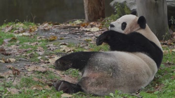 大熊猫吃竹子空镜组镜头3