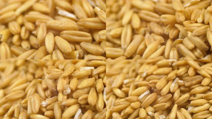 小麦丰收麦粒农业丰收