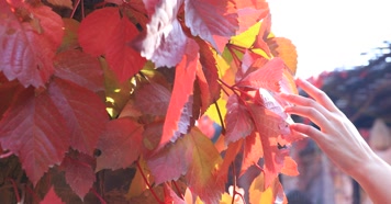 212121212_1_5红叶秋季阳光古建唯美秋季古建红叶秋色风光阳光