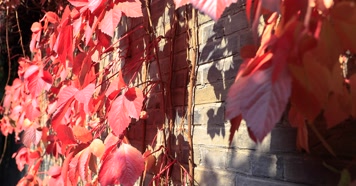 212121212_1_9红叶秋季阳光古建唯美秋季古建红叶秋色风光阳光