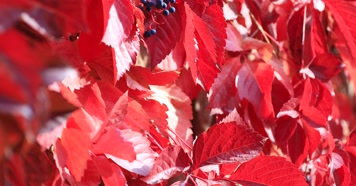 212121212_1_1红叶秋季阳光古建唯美秋季古建红叶秋色风光阳光