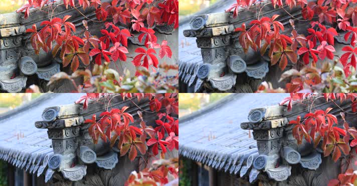 212121212_1_10红叶秋季阳光古建唯美秋季古建红叶秋色风光阳光