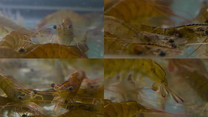 养殖虾海虾镜头
