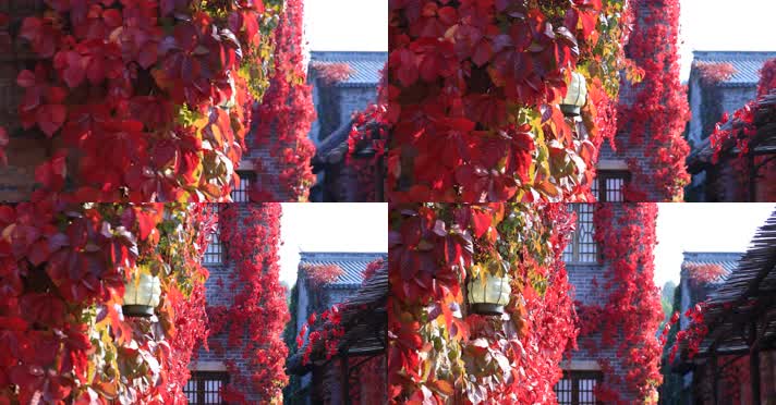 212121212_1_7红叶秋季阳光古建唯美秋季古建红叶秋色风光阳光