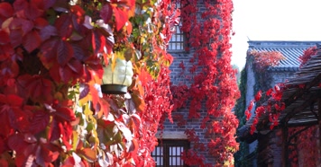212121212_1_7红叶秋季阳光古建唯美秋季古建红叶秋色风光阳光