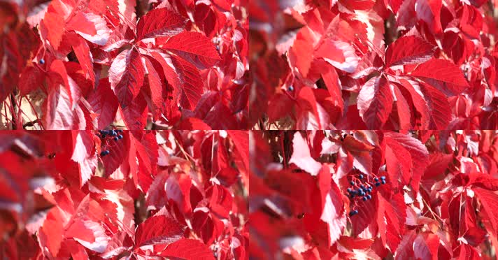 212121212_1_2红叶秋季阳光古建唯美秋季古建红叶秋色风光阳光