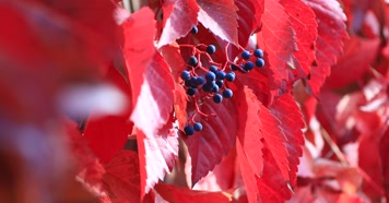 212121212_1_3红叶秋季阳光古建唯美秋季古建红叶秋色风光阳光
