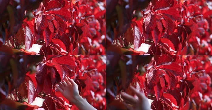 212121212_1_4红叶秋季阳光古建唯美秋季古建红叶秋色风光阳光