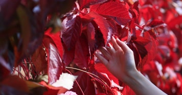 212121212_1_4红叶秋季阳光古建唯美秋季古建红叶秋色风光阳光