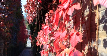 212121212_1_8红叶秋季阳光古建唯美秋季古建红叶秋色风光阳光