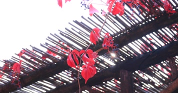 212121212_1_6红叶秋季阳光古建唯美秋季古建红叶秋色风光阳光