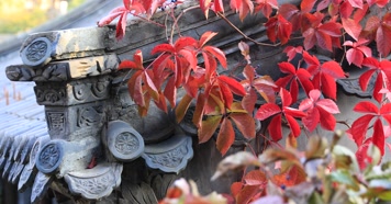 212121212_1_11红叶秋季阳光古建唯美秋季古建红叶秋色风光阳光