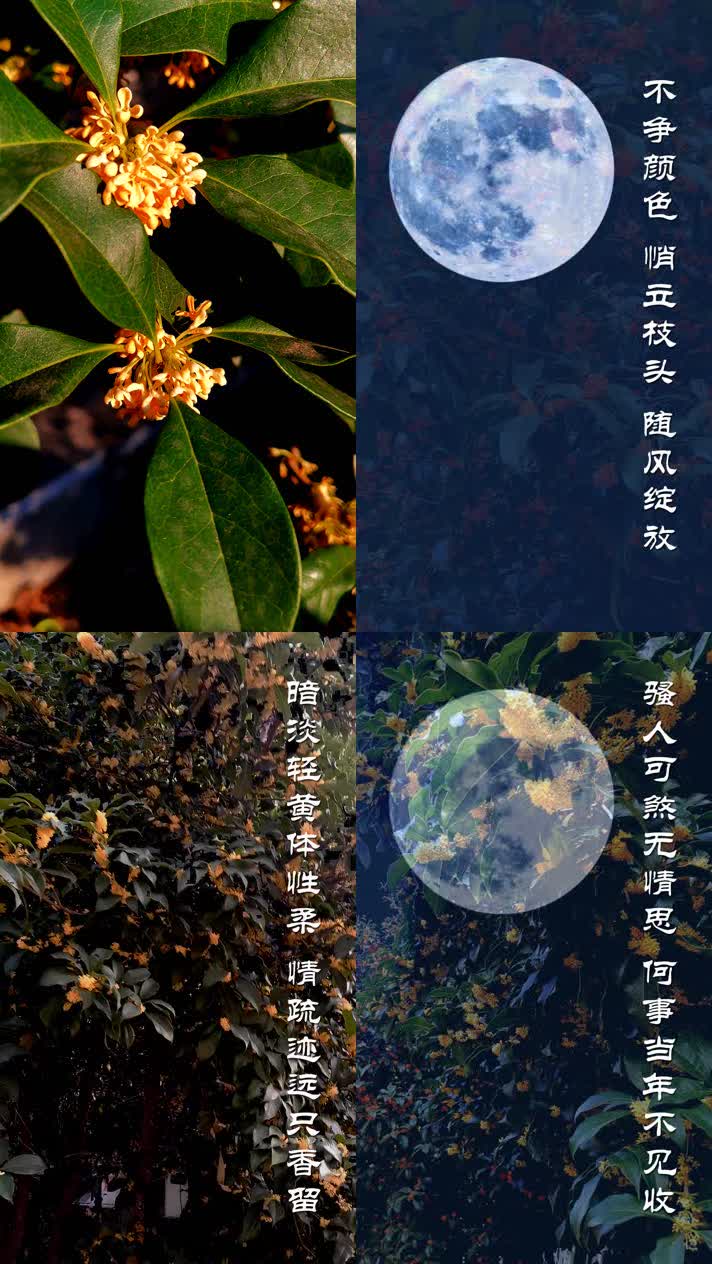 鹧鸪天-桂花  竖版手机海报
