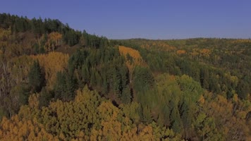 黑水兴安漠河北红村航拍 密林