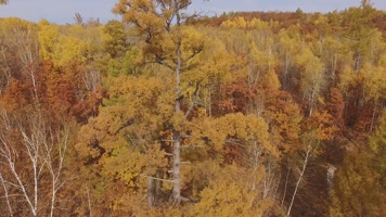 黑水兴安加格达奇 森林航拍小景别