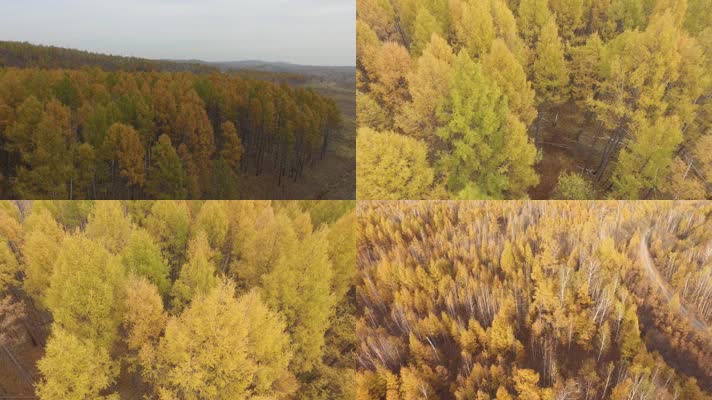 黑水兴安树林南瓮河湿地航拍 森林