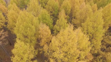 黑水兴安树林南瓮河湿地航拍 森林 黑水兴安树林南瓮河湿地航拍 森林