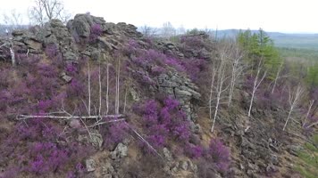 山林与紫色花海