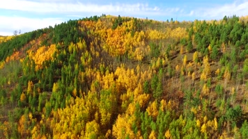 漠河航拍素材秋 漠河航拍素材秋