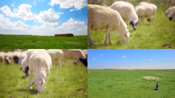 1080P草原羊群拍摄