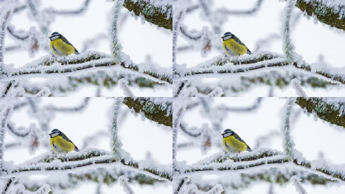 4k高清自然风光视频风雪中的小鸟