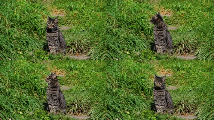 高清风光视频素材黑白猫咪在草丛特写
