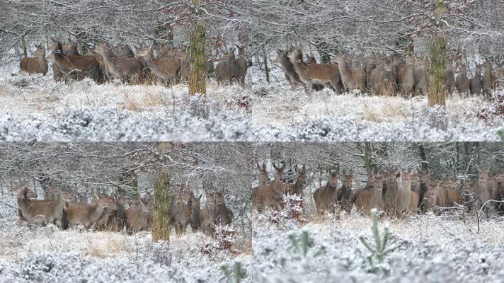冬天野外树林雪地遭遇鹿群