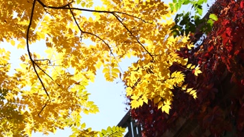 秋季金色枫叶金色的秋天