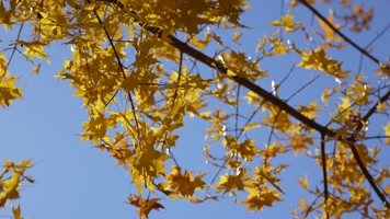 秋季金色枫叶金色的秋天