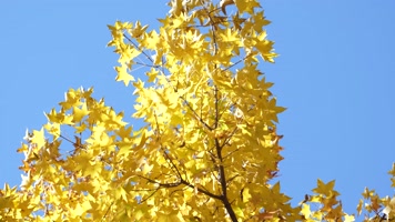 秋季金色枫叶金色的秋天