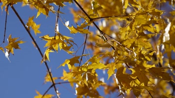 秋季金色枫叶金色的秋天