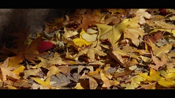 秋季金色枫叶金色的秋天