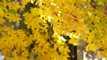 秋季金色枫叶金色的秋天