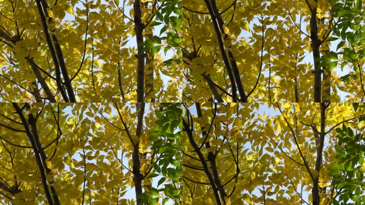 秋天金黄色的树叶