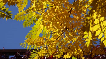 秋季金色枫叶金色的秋天