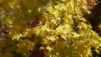 秋季金色枫叶金色的秋天