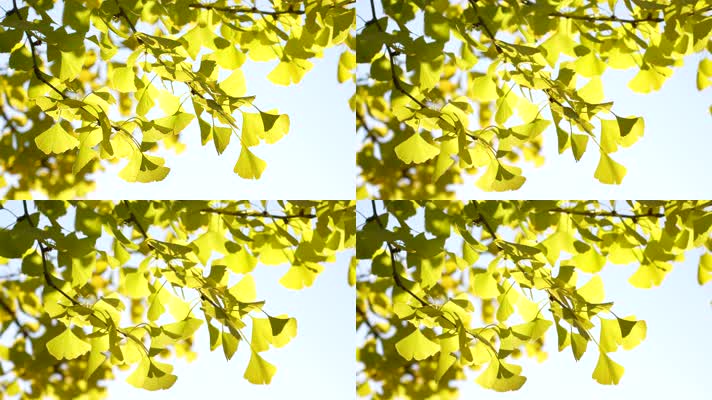 秋季金黄色的银杏树