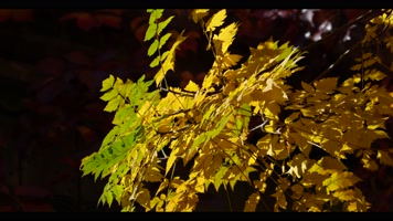 秋季金色枫叶金色的秋天