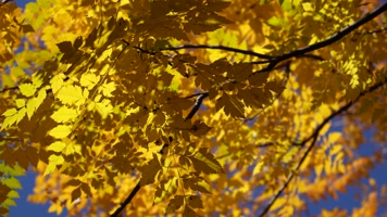 秋季金色枫叶金色的秋天