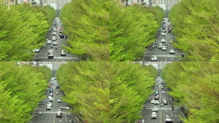 绿树成荫的县城道路